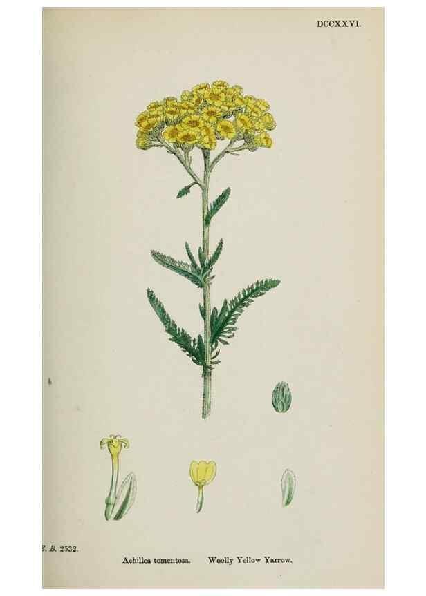 Reproducción/Reproduction 48717421903: English botany, or, Coloured figures of British plants /. London :R. Hardwicke,1863-1886.. 