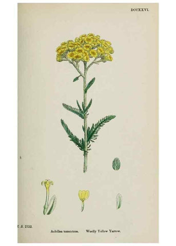 Reproducción/Reproduction 48717421903: English botany, or, Coloured figures of British plants /. London :R. Hardwicke,1863-1886.. 