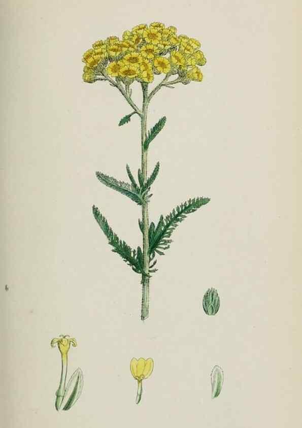 Reproducción/Reproduction 48717421903: English botany, or, Coloured figures of British plants /. London :R. Hardwicke,1863-1886.. 