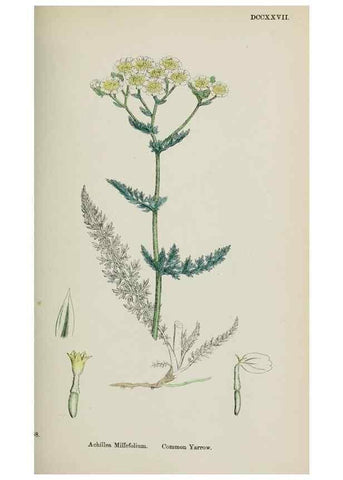 Reproducción/Reproduction 48717422518: English botany, or, Coloured figures of British plants /. London :R. Hardwicke,1863-1886.. 