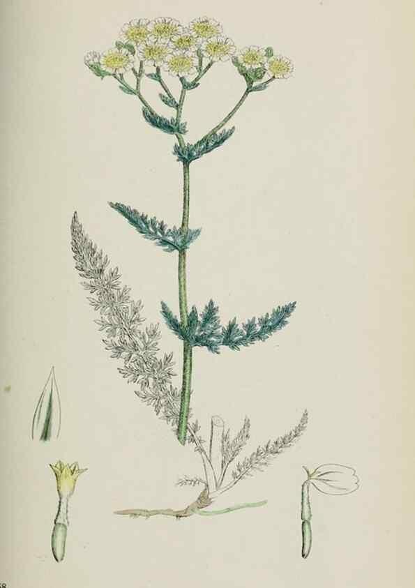 Reproducción/Reproduction 48717422518: English botany, or, Coloured figures of British plants /. London :R. Hardwicke,1863-1886.. 