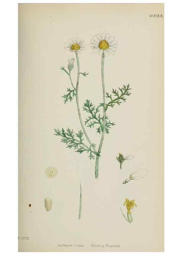 Reproducción/Reproduction 48717755546: English botany, or, Coloured figures of British plants /. London :R. Hardwicke,1863-1886.. 