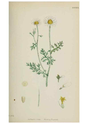 Reproducción/Reproduction 48717755546: English botany, or, Coloured figures of British plants /. London :R. Hardwicke,1863-1886.. 