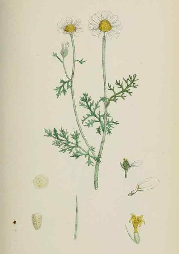 Reproducción/Reproduction 48717755546: English botany, or, Coloured figures of British plants /. London :R. Hardwicke,1863-1886.. 
