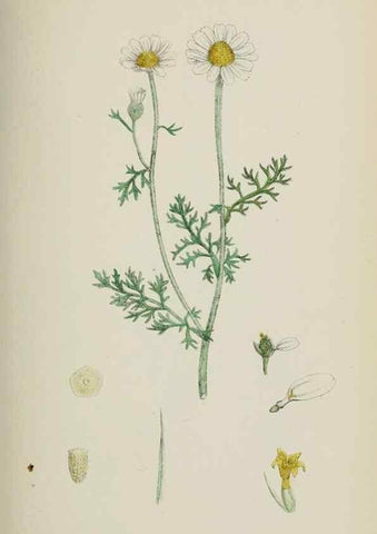 Reproducción/Reproduction 48717755546: English botany, or, Coloured figures of British plants /. London :R. Hardwicke,1863-1886.. 