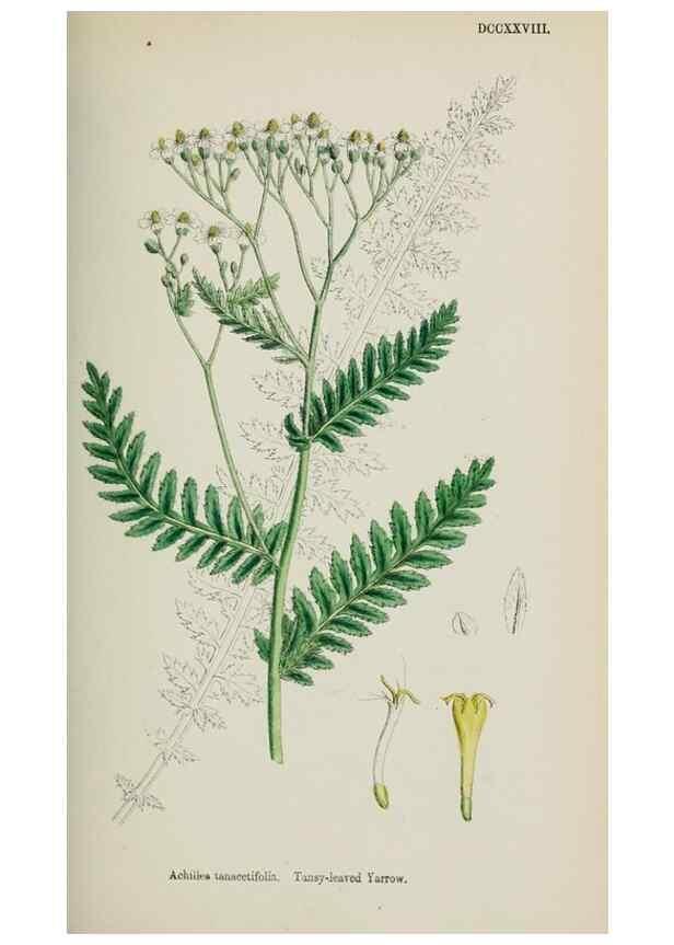 Reproducción/Reproduction 48717759326: English botany, or, Coloured figures of British plants /. London :R. Hardwicke,1863-1886.. 