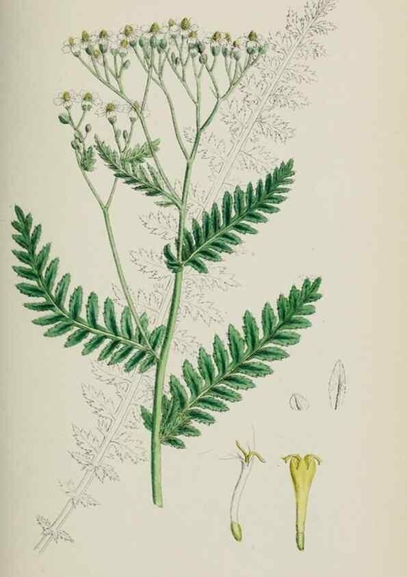 Reproducción/Reproduction 48717759326: English botany, or, Coloured figures of British plants /. London :R. Hardwicke,1863-1886.. 