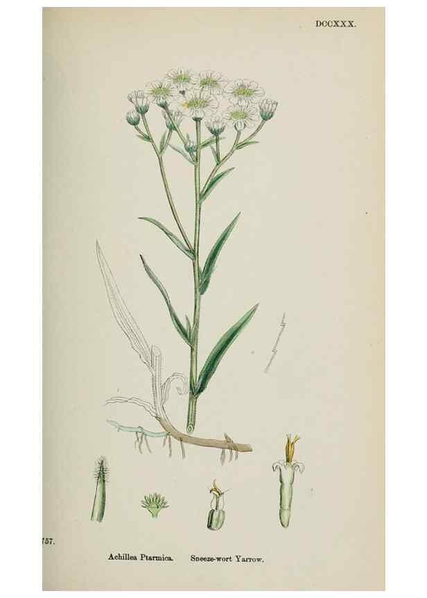 Reproducción/Reproduction 48717931167: English botany, or, Coloured figures of British plants /. London :R. Hardwicke,1863-1886.. 