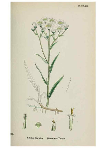 Reproducción/Reproduction 48717931167: English botany, or, Coloured figures of British plants /. London :R. Hardwicke,1863-1886.. 