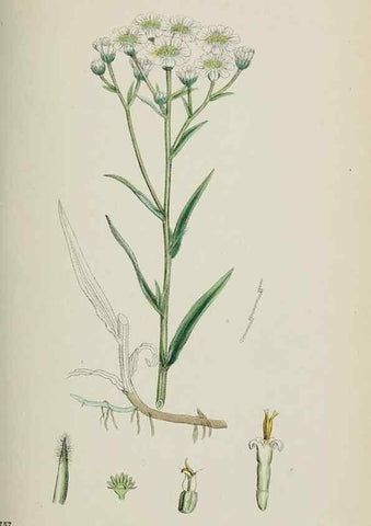 Reproducción/Reproduction 48717931167: English botany, or, Coloured figures of British plants /. London :R. Hardwicke,1863-1886.. 