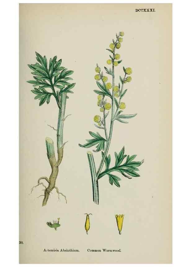Reproducción/Reproduction 48717760191: English botany, or, Coloured figures of British plants /. London :R. Hardwicke,1863-1886.. 