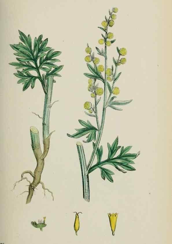 Reproducción/Reproduction 48717760191: English botany, or, Coloured figures of British plants /. London :R. Hardwicke,1863-1886.. 