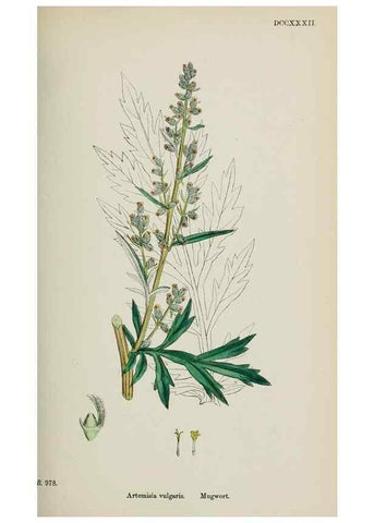 Reproducción/Reproduction 48717424068: English botany, or, Coloured figures of British plants /. London :R. Hardwicke,1863-1886.. 