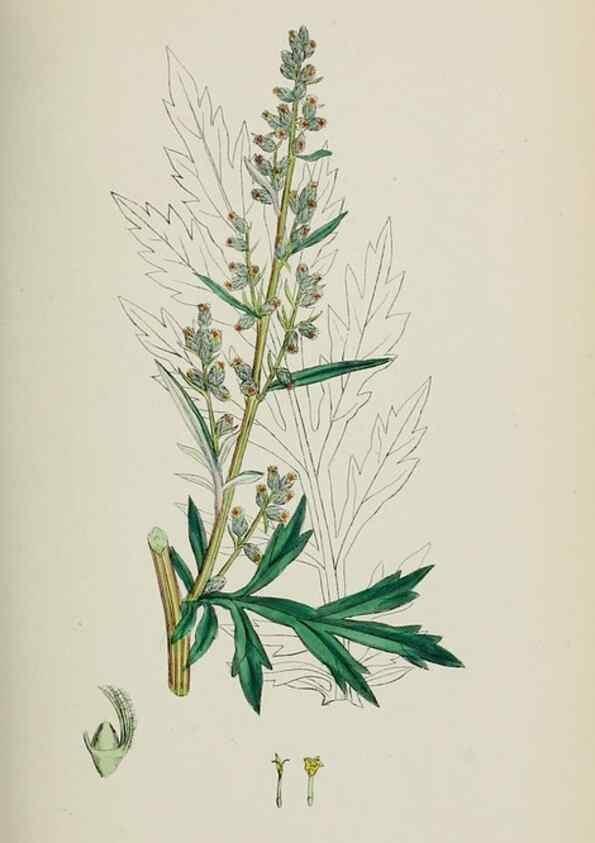 Reproducción/Reproduction 48717424068: English botany, or, Coloured figures of British plants /. London :R. Hardwicke,1863-1886.. 
