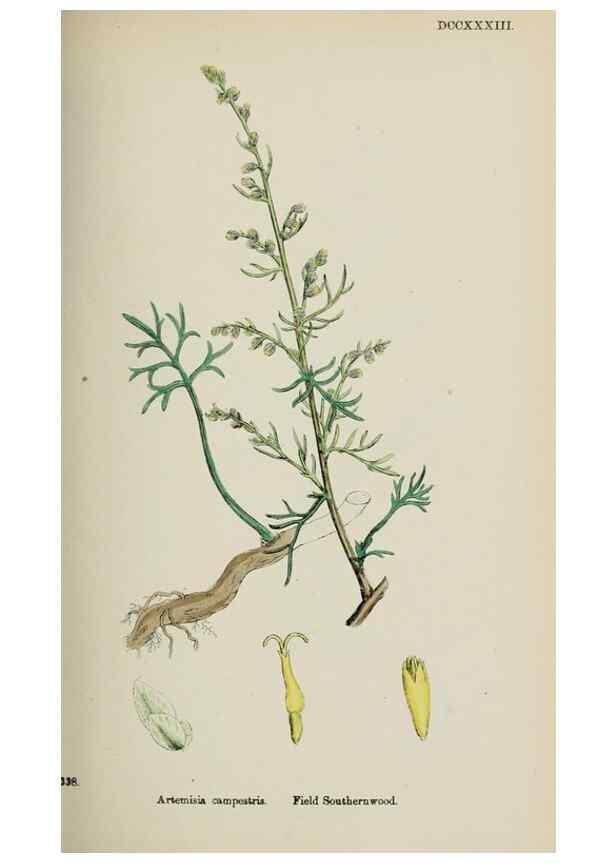 Reproducción/Reproduction 48717932007: English botany, or, Coloured figures of British plants /. London :R. Hardwicke,1863-1886.. 