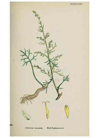Reproducción/Reproduction 48717932007: English botany, or, Coloured figures of British plants /. London :R. Hardwicke,1863-1886.. 