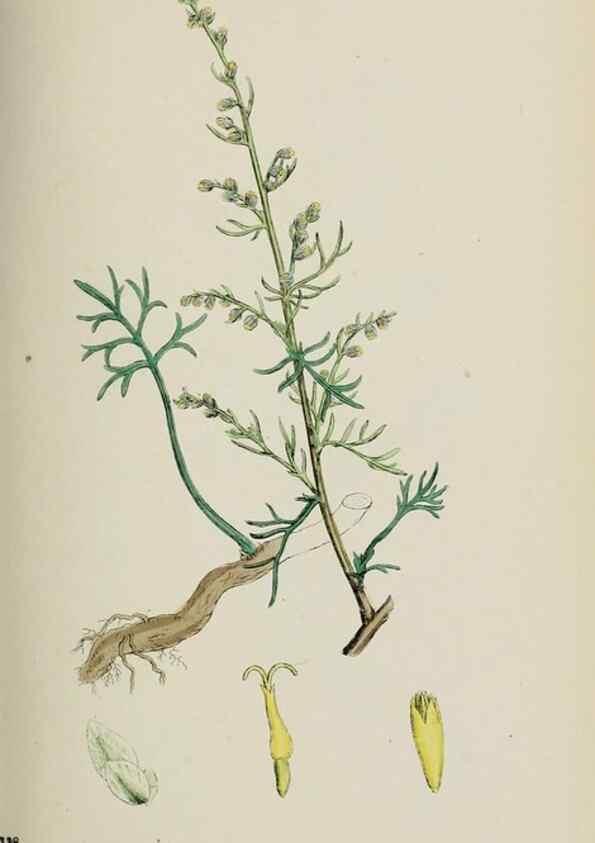 Reproducción/Reproduction 48717932007: English botany, or, Coloured figures of British plants /. London :R. Hardwicke,1863-1886.. 