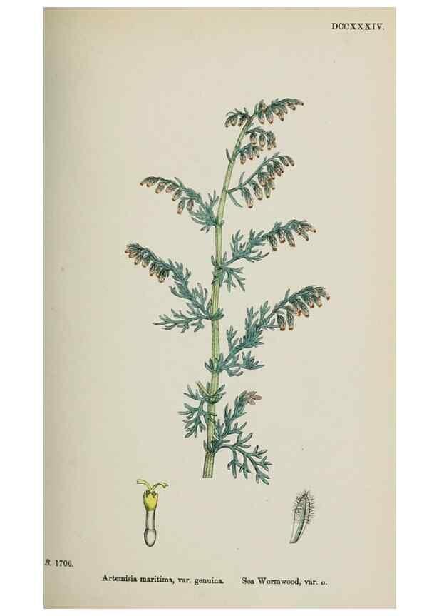 Reproducción/Reproduction 48717760901: English botany, or, Coloured figures of British plants /. London :R. Hardwicke,1863-1886.. 