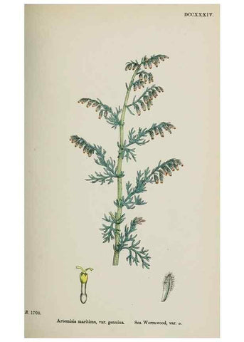 Reproducción/Reproduction 48717760901: English botany, or, Coloured figures of British plants /. London :R. Hardwicke,1863-1886.. 