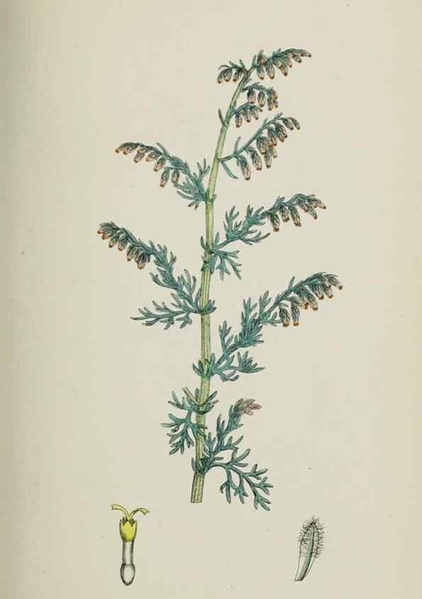 Reproducción/Reproduction 48717760901: English botany, or, Coloured figures of British plants /. London :R. Hardwicke,1863-1886.. 