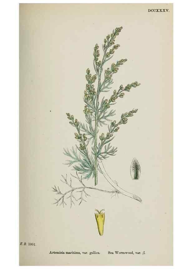 Reproducción/Reproduction 48717932542: English botany, or, Coloured figures of British plants /. London :R. Hardwicke,1863-1886.. 