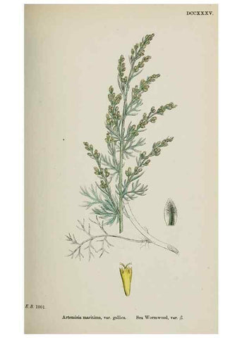 Reproducción/Reproduction 48717932542: English botany, or, Coloured figures of British plants /. London :R. Hardwicke,1863-1886.. 