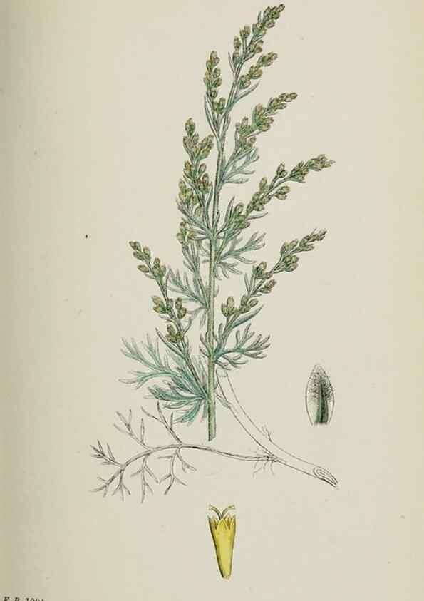 Reproducción/Reproduction 48717932542: English botany, or, Coloured figures of British plants /. London :R. Hardwicke,1863-1886.. 