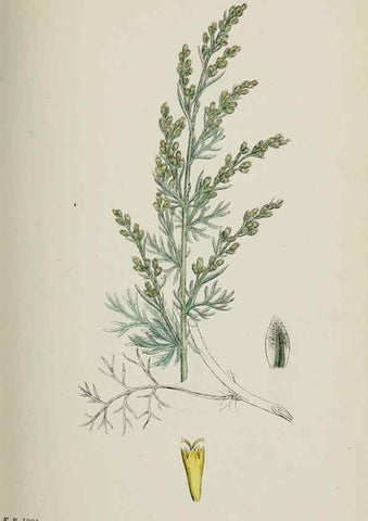 Reproducción/Reproduction 48717932542: English botany, or, Coloured figures of British plants /. London :R. Hardwicke,1863-1886.. 