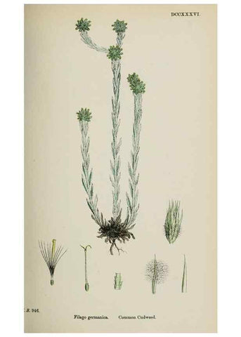 Reproducción/Reproduction 48717424978: English botany, or, Coloured figures of British plants /. London :R. Hardwicke,1863-1886.. 