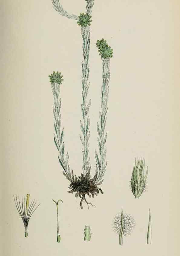 Reproducción/Reproduction 48717424978: English botany, or, Coloured figures of British plants /. London :R. Hardwicke,1863-1886.. 