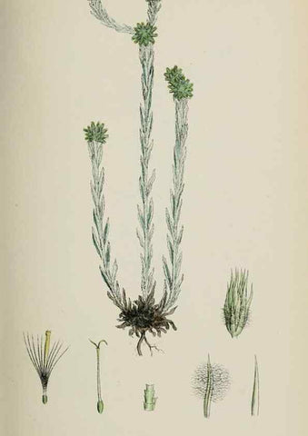 Reproducción/Reproduction 48717424978: English botany, or, Coloured figures of British plants /. London :R. Hardwicke,1863-1886.. 