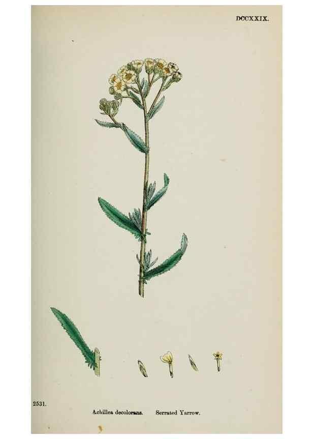 Reproducción/Reproduction 48717930837: English botany, or, Coloured figures of British plants /. London :R. Hardwicke,1863-1886.. 