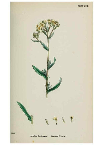 Reproducción/Reproduction 48717930837: English botany, or, Coloured figures of British plants /. London :R. Hardwicke,1863-1886.. 