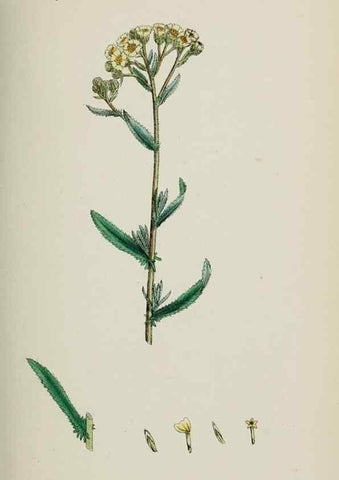 Reproducción/Reproduction 48717930837: English botany, or, Coloured figures of British plants /. London :R. Hardwicke,1863-1886.. 