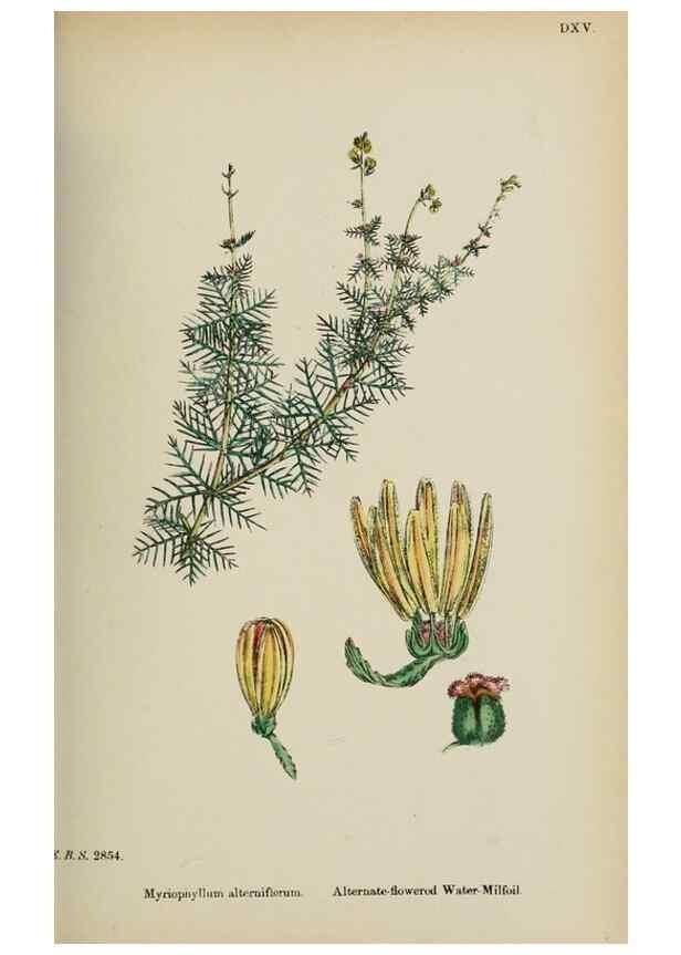 Reproducción/Reproduction 48717385661: English botany, or, Coloured figures of British plants /. London :R. Hardwicke,1863-1886.. 