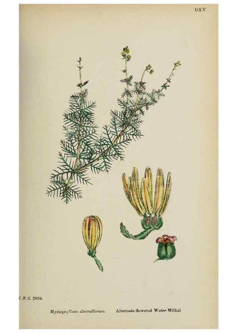 Reproducción/Reproduction 48717385661: English botany, or, Coloured figures of British plants /. London :R. Hardwicke,1863-1886.. 