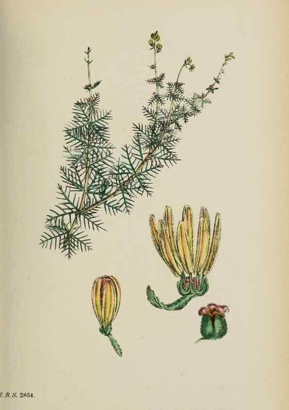 Reproducción/Reproduction 48717385661: English botany, or, Coloured figures of British plants /. London :R. Hardwicke,1863-1886.. 