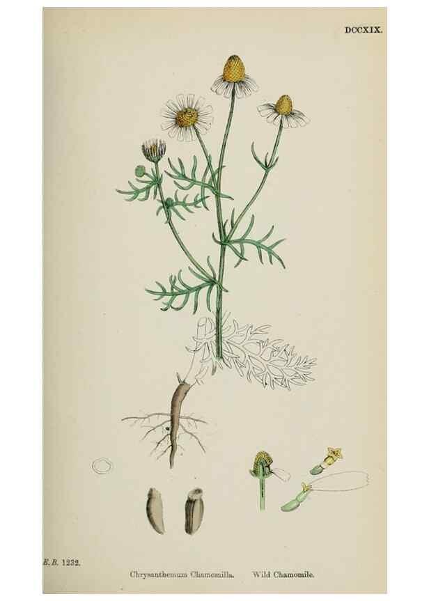Reproducción/Reproduction 48717418438: English botany, or, Coloured figures of British plants /. London :R. Hardwicke,1863-1886.. 