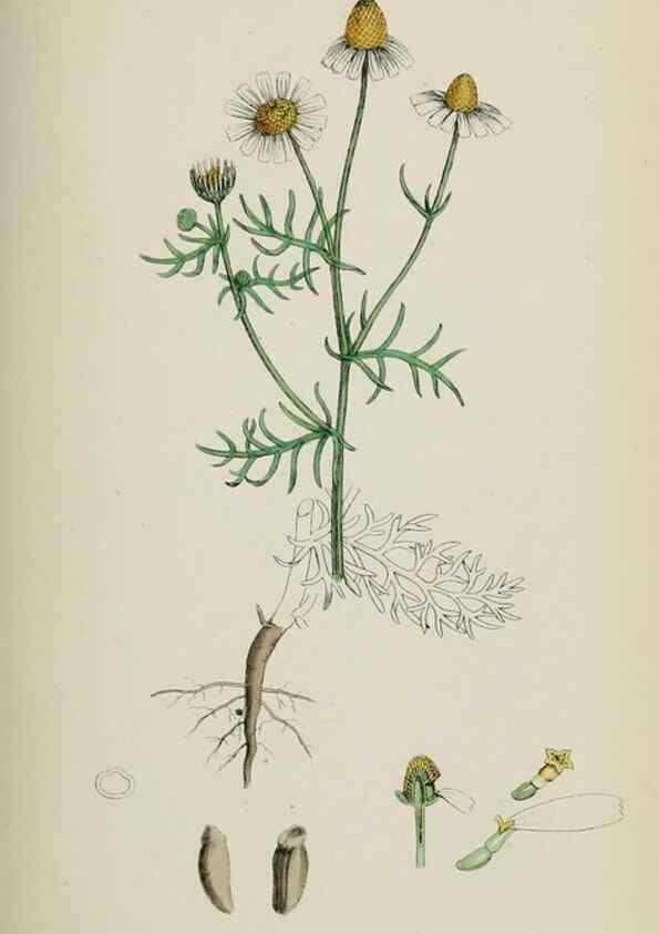 Reproducción/Reproduction 48717418438: English botany, or, Coloured figures of British plants /. London :R. Hardwicke,1863-1886.. 