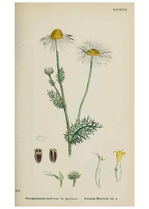 Reproducción/Reproduction 48717926147: English botany, or, Coloured figures of British plants /. London :R. Hardwicke,1863-1886.. 