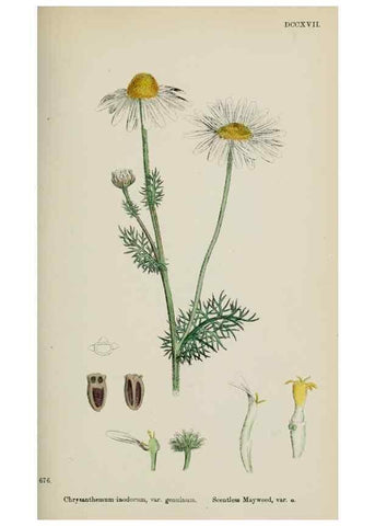 Reproducción/Reproduction 48717926147: English botany, or, Coloured figures of British plants /. London :R. Hardwicke,1863-1886.. 