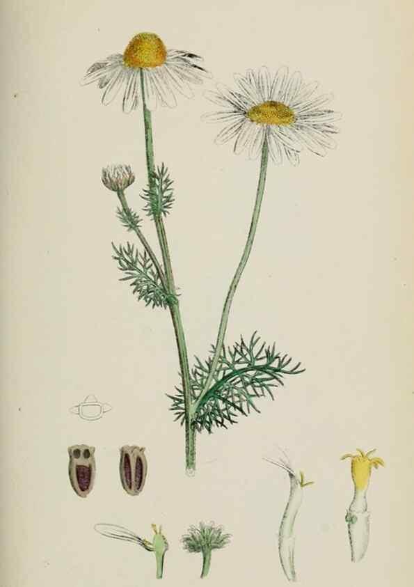 Reproducción/Reproduction 48717926147: English botany, or, Coloured figures of British plants /. London :R. Hardwicke,1863-1886.. 