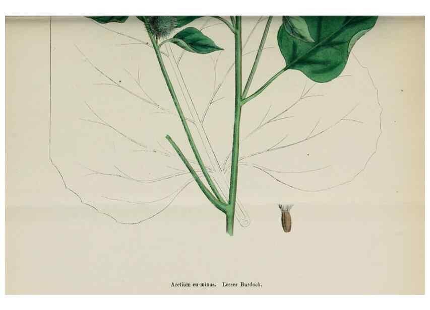 Reproducción/Reproduction 48717411993: English botany, or, Coloured figures of British plants /. London :R. Hardwicke,1863-1886.. 