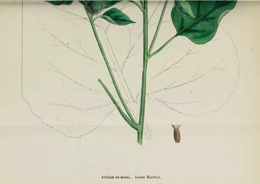 Reproducción/Reproduction 48717411993: English botany, or, Coloured figures of British plants /. London :R. Hardwicke,1863-1886.. 