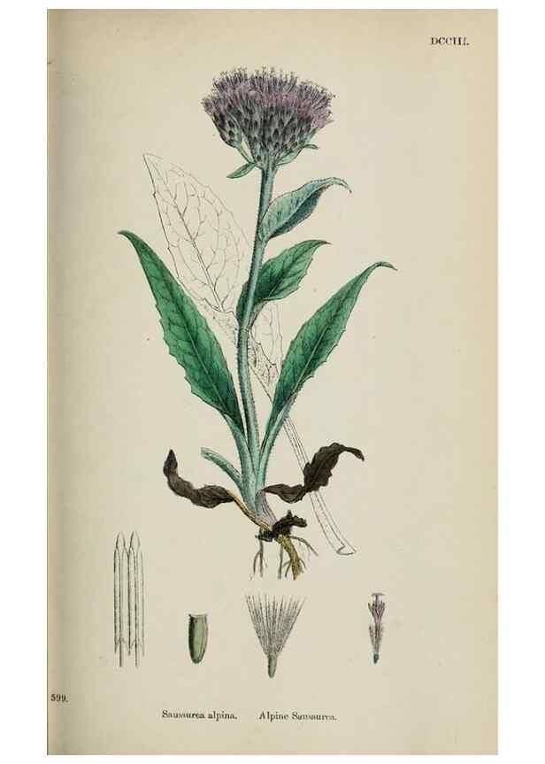 Reproducción/Reproduction 48717412263: English botany, or, Coloured figures of British plants /. London :R. Hardwicke,1863-1886.. 