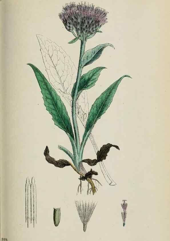Reproducción/Reproduction 48717412263: English botany, or, Coloured figures of British plants /. London :R. Hardwicke,1863-1886.. 