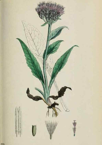 Reproducción/Reproduction 48717412263: English botany, or, Coloured figures of British plants /. London :R. Hardwicke,1863-1886.. 
