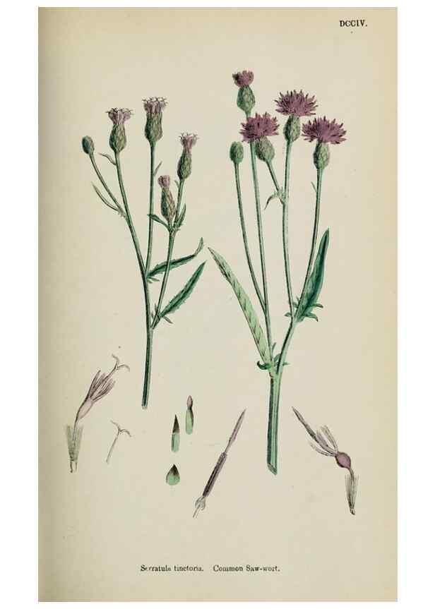 Reproducción/Reproduction 48717920732: English botany, or, Coloured figures of British plants /. London :R. Hardwicke,1863-1886.. 