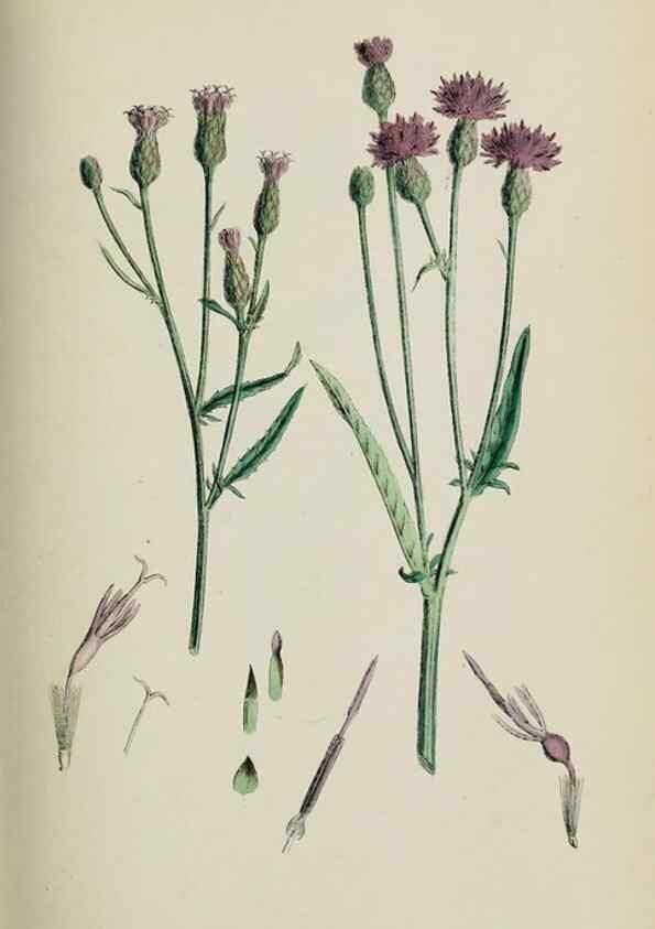 Reproducción/Reproduction 48717920732: English botany, or, Coloured figures of British plants /. London :R. Hardwicke,1863-1886.. 