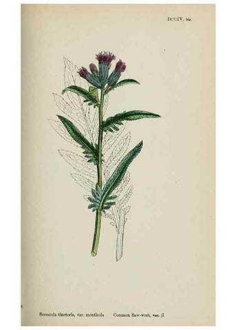 Reproducción/Reproduction 48717412723: English botany, or, Coloured figures of British plants /. London :R. Hardwicke,1863-1886.. 